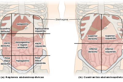 Abdomen - Wikipedia, la enciclopedia libre