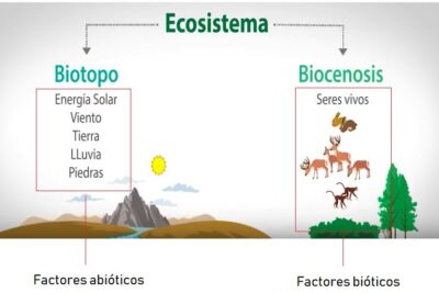 Ecosistema: Qué es, tipos y 101 ejemplos | OVACEN