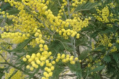 Acacia - Wikipedia, la enciclopedia libre