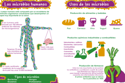 Importancia de la Microbiología en la Vida Cotidiana: Un Estudio ...