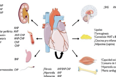 CORAZÓN COMO ÓRGANO ENDOCRINO-METABÓLICO|