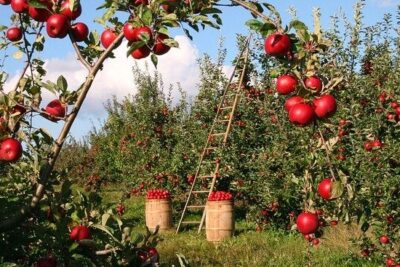 Agricultura - Qué es, definición, origen y tipos