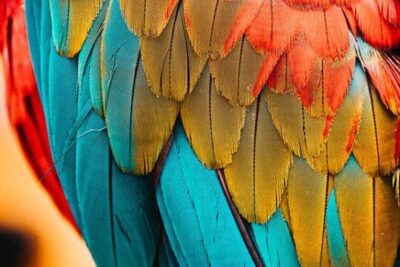 10 Características de las aves - ¡Resumen!