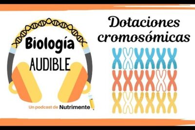 E6: Dotaciones Cromosómicas (La clave para entender la Meiosis ...