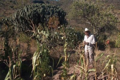 Experiencias y desafíos en sistemas agroforestales en café ...