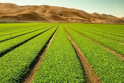 Importancia de la agronomía