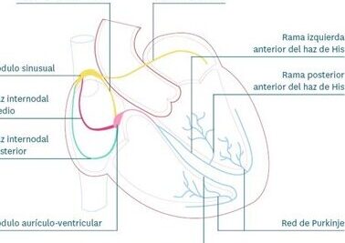 TEMA 1. ANATOMÍA Y FISIOLOGÍA DEL APARATO CARDIOVASCULAR