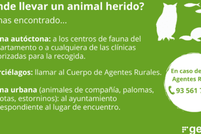 Centros de fauna salvaje y animales salvajes heridos. Medio ...