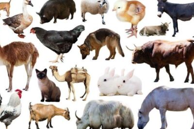 Animales domésticos: qué son, definición, características, ejemplos