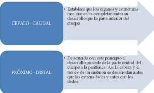 El crecimiento y el desarrollo neuromotor, óseo y muscular ...