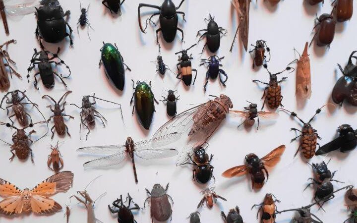 Entomología: qué es, historia, campo de estudio, ramas, aplicaciones