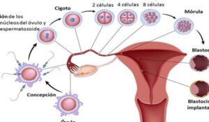 EMBRIOLOGÍA HUMANA Y BIOLOGÍA DEL DESARROLLO. Autores: Jon Sánchez ...