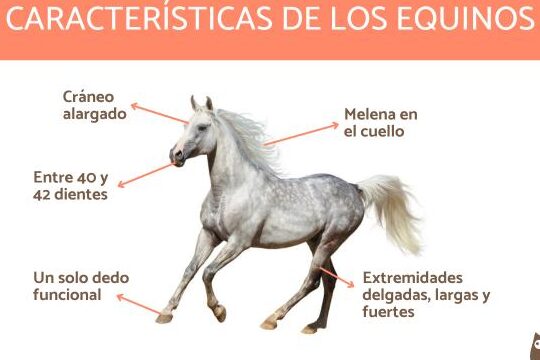 Équidos o equinos - Definición, ejemplos y características (con FOTOS)