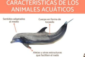 Animales acuáticos - Qué son, características y 20 EJEMPLOS (con ...