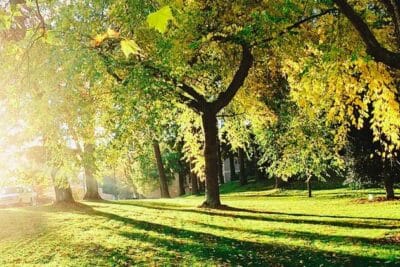 La importancia de las áreas verdes en las ciudades: Beneficios ...