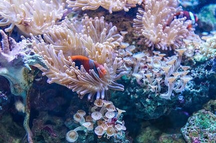 Qué es un arrecife de coral?