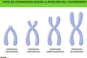 Cromosomas: qué son, tipos y partes - RESUMEN