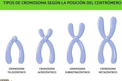 Cromosomas: qué son, tipos y partes - RESUMEN