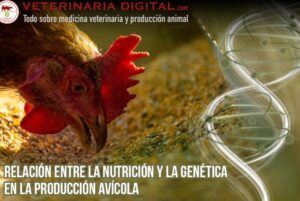 Relación entre la Nutrición y la Genética en la Producción Avícola