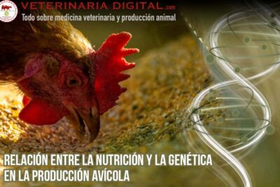 Relación entre la Nutrición y la Genética en la Producción Avícola