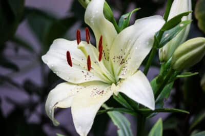 Lilium candidum: significado y cuidados, flor de la azucena ...