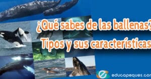 Qué sabes de las ballenas? Tipos y sus características