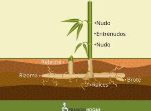 Bambú: origen, qué es, morfología, usos y zonas donde crece