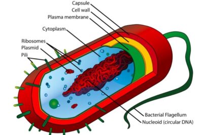 Bacteriología | Concise Medical Knowledge