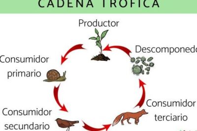 Cadena trófica o cadena alimenticia: qué es, tipos y ejemplos ...