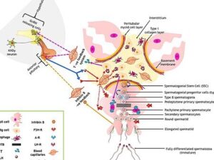 Espermatogénesis - Wikipedia, la enciclopedia libre