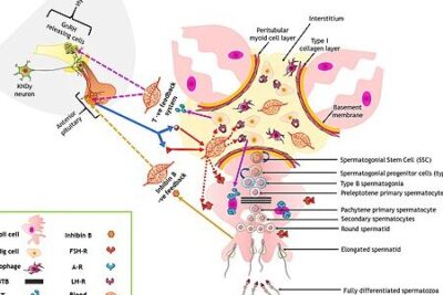 Espermatogénesis - Wikipedia, la enciclopedia libre