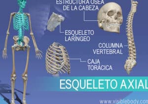 Aprenda anatomía del esqueleto | Esqueleto axial