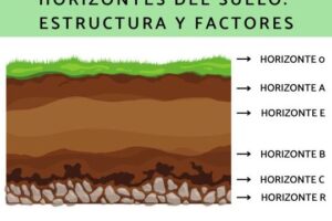 Horizontes del suelo: estructura y factores - Resumen