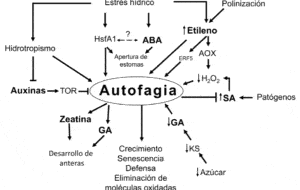 Papel de las hormonas vegetales en la regulación de la autofagia ...