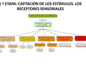 Qué son los estímulos? - Fundación Sonría