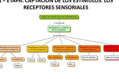 Qué son los estímulos? - Fundación Sonría