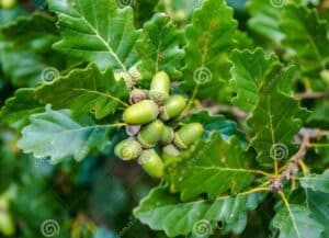 El árbol De Las Bellotas: Su Nombre Y Su Impacto En El Ecosistema