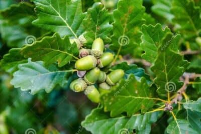 El árbol De Las Bellotas: Su Nombre Y Su Impacto En El Ecosistema