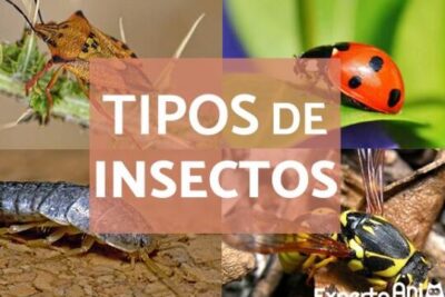 TIPOS DE INSECTOS - Características y Nombres