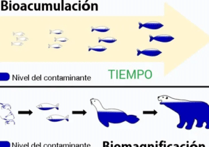 Dime qué comes y te diré qué bioacumulas - RDU UNAM