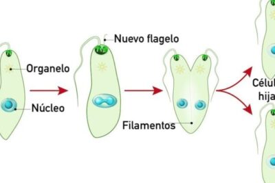 Fisión Binaria - Concepto, etapas, tipos y ejemplos