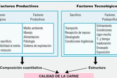 MANEJO PRODUCTIVO Y REPRODUCTIVO EN BOVINOS, OVINOS, CAPRINOS Y ...