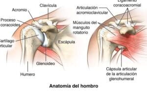 Anatomía del hombro. Conoce sus huesos, ligamentos, articulaciones ...