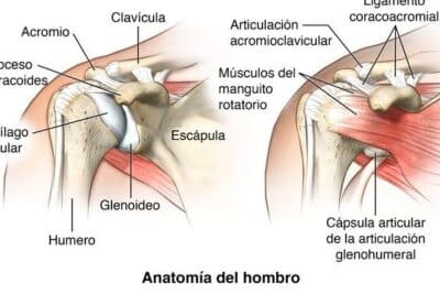 Anatomía del hombro. Conoce sus huesos, ligamentos, articulaciones ...