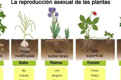 REPRODUCCIÓN ASEXUAL de las PLANTAS: qué es, características ...