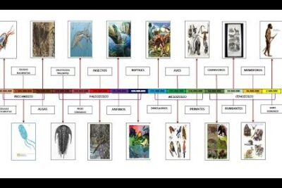 Filos del Reino Animalia Parte 1