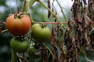 Apuntes de Patología Vegetal