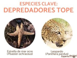 ESPECIES CLAVE - Definición y ejemplos