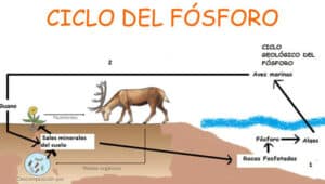 ▷ Ciclo del Fósforo: Que es, Importancia, Características y ...