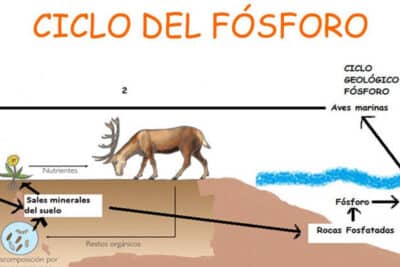 ▷ Ciclo del Fósforo: Que es, Importancia, Características y ...